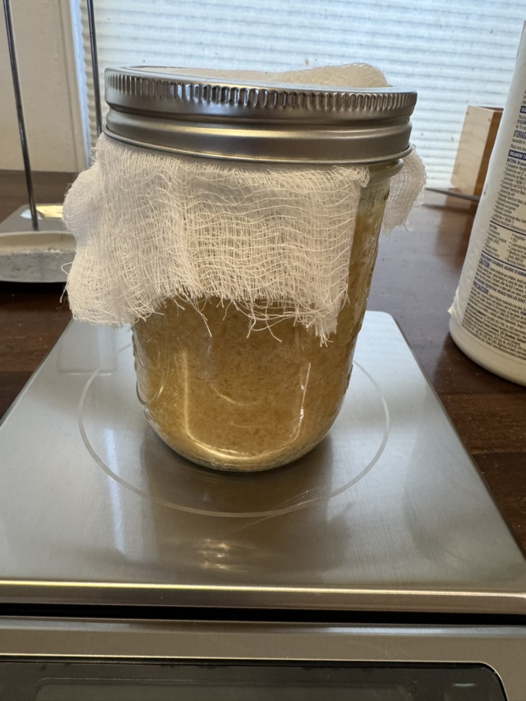 A fresh jar of miso made at the party, capped with cheesecloth.