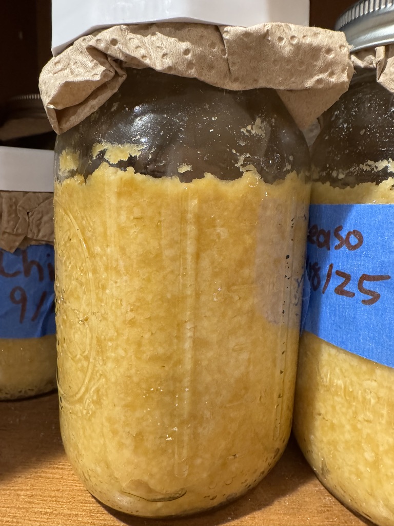 Jars of chickpea miso aging on a shelf, labeled with dates.